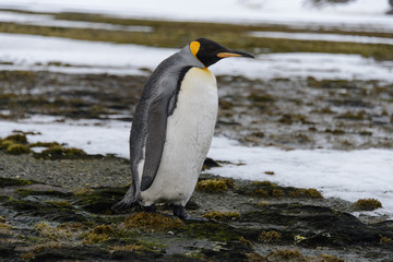 Fototapeta na wymiar King penguins on South Georgia island