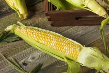 Raw Organic Yellow Corn on the Cob