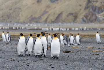 Obraz premium King penguins on South Georgia island