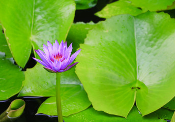 Lotus flower and leaves