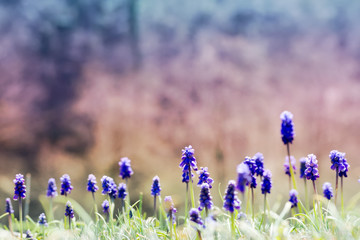 landscape natural with flowers Muscari, on a gentle soft toned on blue and pink background outdoors close-up macro