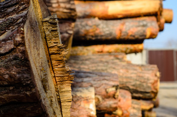 Pile of the pine logs