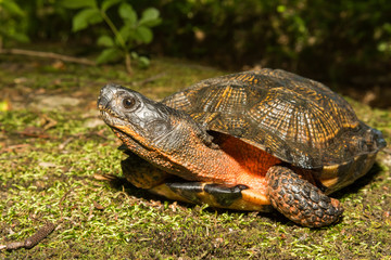 A close up of a Wood Turtle in the wild.