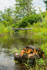 Obraz premium Zamknąć się z żółwia drewna w środowisku naturalnym.