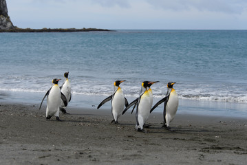 King penguins on South Georgia island