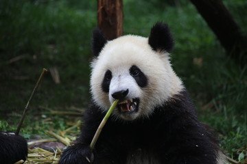 giant panda while eating bamboo