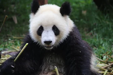 Crédence de cuisine en verre imprimé Panda panda géant en mangeant du bambou