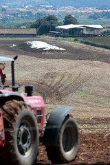 Obraz premium Fazenda de gado