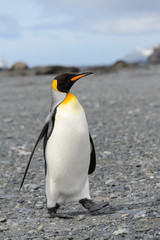 Naklejka premium King penguins on South Georgia island