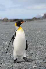 Poster King penguins on South Georgia island © Alexey Seafarer