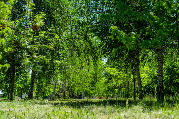Fototapeta na wymiar Birches in city park on spring