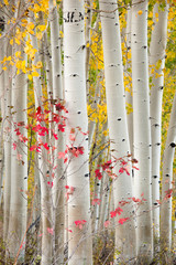 Panele Szklane  Las osikowych drzew jesienią z jasnożółtymi liśćmi