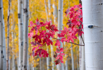 A forest of aspen trees in the fall with bright yellow leaves