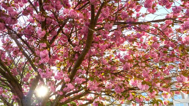 4K Cherry Blossom Tree Slow Motion Tilt, Lens Flare Glint Spring Day