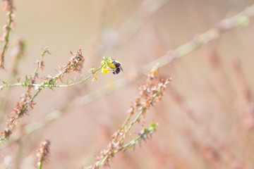 Bumble bee rests on bright yellow flowers against a smooth blurred background