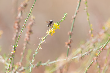 Bumble bee hovers just above bright yellow flowers