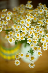 bouquet of chamomile on a table