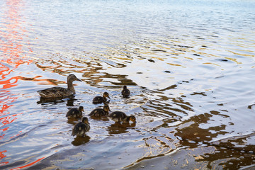 Duck chickens with duck in water