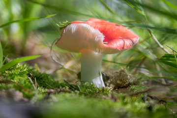 Mushroom in the woods at Slater Park
