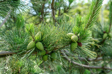 Summer pinecones in Block Island