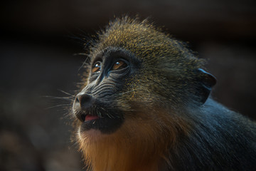 Portrait of young African mandrill in the open resort