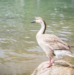 Austin barton spring river duck
