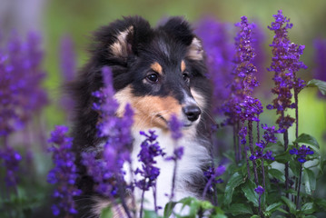 beautiful sheltie puppy portrait in summer flowers