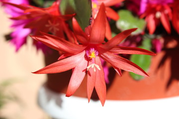 Blossom cactus Schlumbergera.
