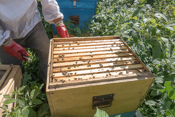 Beekeeper work in the apiary