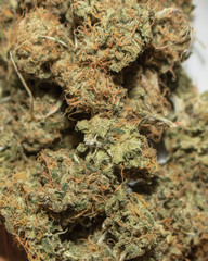 Fresh trimmed marijuana buds