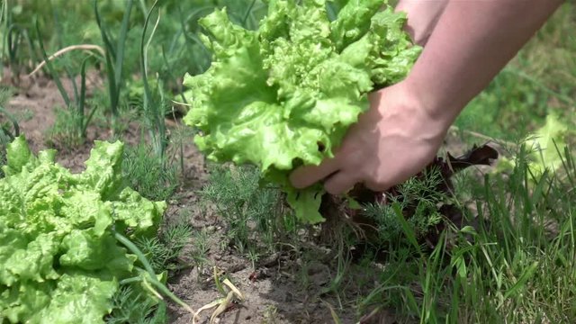 High quality video of picking lettuce in real 1080p slow motion 250fps