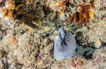 moray eel