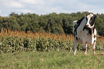 Fototapeta premium Fazenda de gado