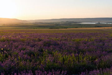 Lavender grows in the field. The flowers on background of sunset rayes.
