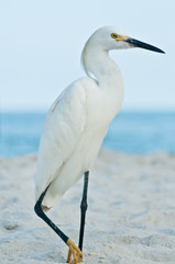 Single Snowy egret resting on one lag and searching for next opportunity for a free meal on a sandy, tropical beach on the Gulf of Mexico