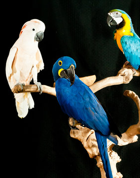 Moluccan, Cockatt, Hyacinth Macaw rescued parrots perched at the recue center