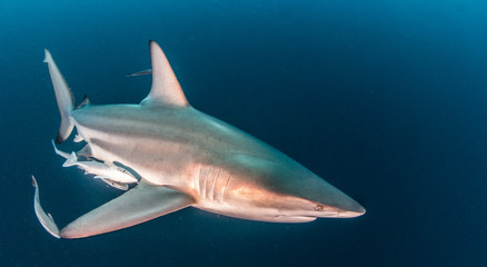 Blacktip shark