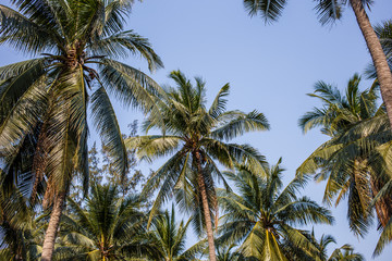 Fototapeta na wymiar Palm trees on the beautiful blue sky