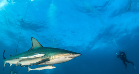 Blacktip shark