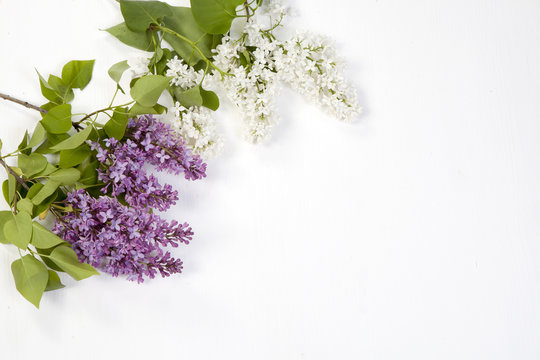 Fototapeta the Blue lilac on a wooden white table
