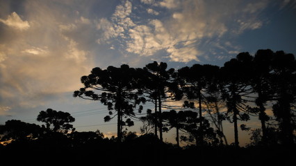 pinheiros nascer do dia