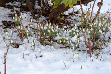 Snow Drops in the middle of snow 