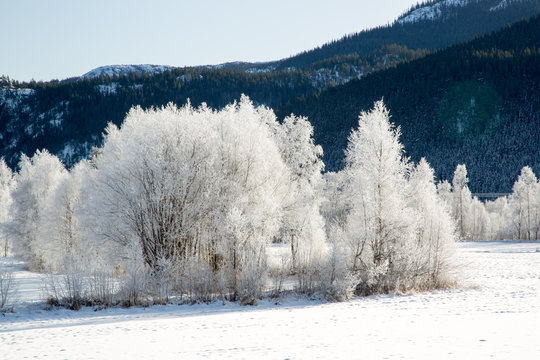 Trees full of ice in Uvdal, Norway