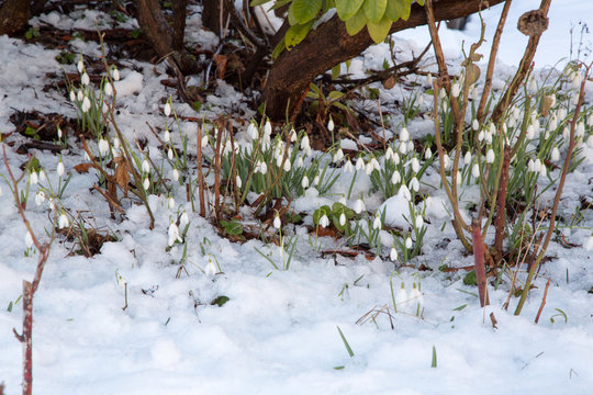 Snow Drops in the middle of snow 