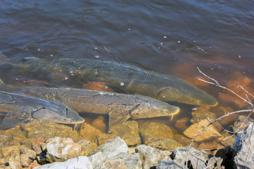 Sturgeon Spawning on Wolf River, Shiocton, WI