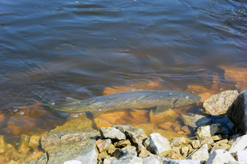 Sturgeon Spawning on Wolf River, Shiocton, WI