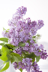the Blue lilac on a wooden white table