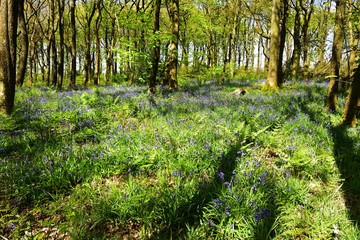 Sunlight on the Bluebells