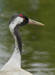 portrait de grue cendrée