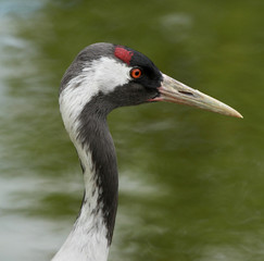 portrait de grue cendrée